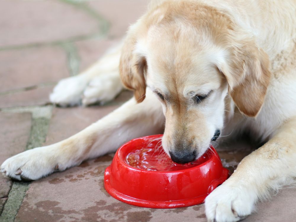 Como fazer cachorro beber mais água